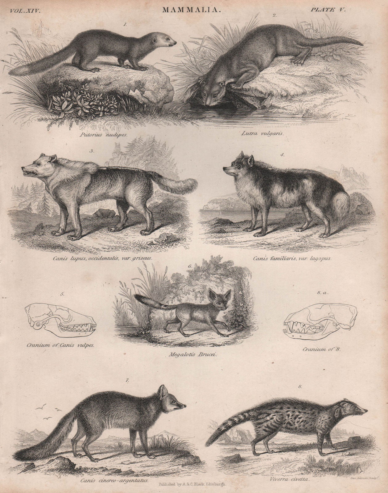 MAMMALIA. Malayan weasel. Otter. Wolf. Dog. Fennec. Grey fox. African civet 1860